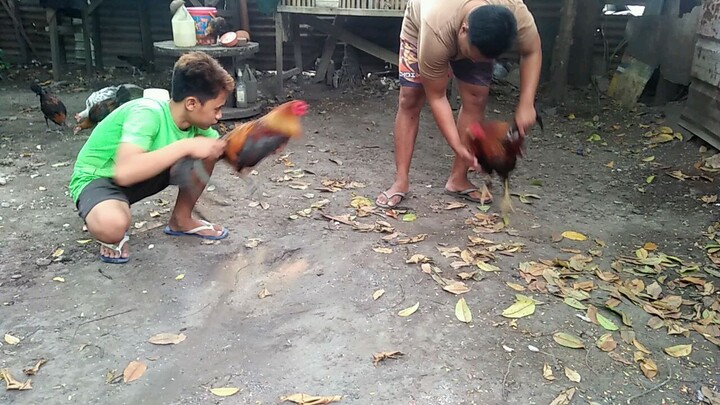 Sparring (5K sweater vs. Mel Sim black/Gilmore)