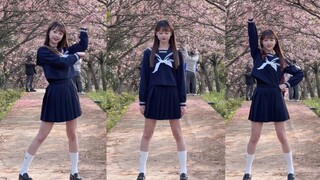 在樱花树下穿水手服跳宅舞！恋の魔法【金鱼】
