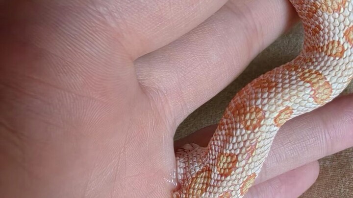 [Full-Scene Footage] A Day in the Life: Hand Changes After Being Bitten by a Pig-nosed Snake