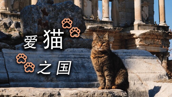 The Country of Cat Lovers: Turkey