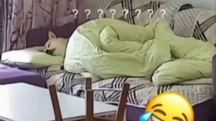 ขณะที่คุณแบกภาระเดินหน้าต่อไป น้องหมาคอยดูแลให้ชีวิตของคุณสงบสุข!