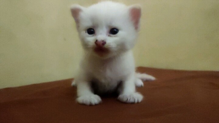 baby cat, gemesss