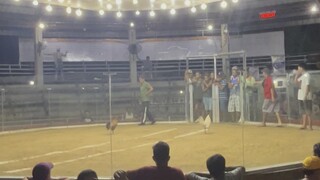 Toliz white gameness