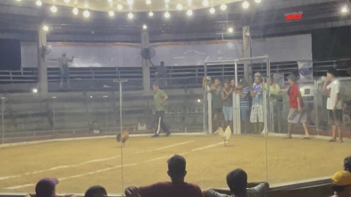 Toliz white gameness