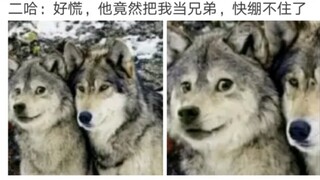 二哈：好慌，竟然把我当成兄弟，绷不住了(˶˚  ᗨ ˚˶) 网上那些令人笑喷的沙雕图(O∆O)
