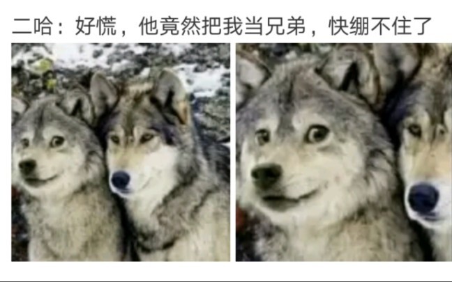 二哈：好慌，竟然把我当成兄弟，绷不住了(˶˚  ᗨ ˚˶) 网上那些令人笑喷的沙雕图(O∆O)