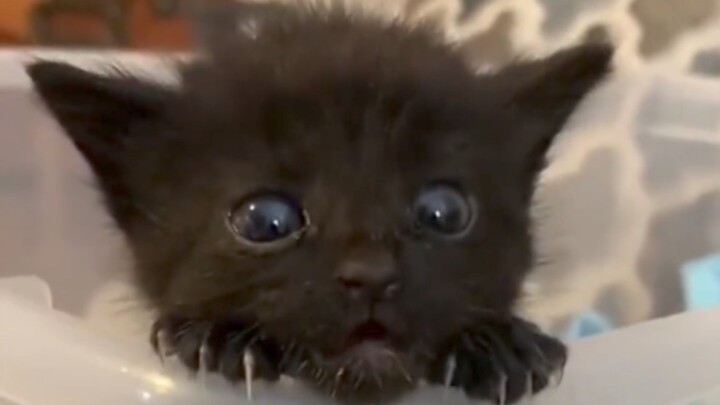 A foreign forest ranger found an abandoned little black kitten during a patrol and only realized it 