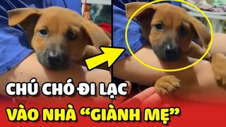 Chú chó ĐI LẠC vào nhà GIÀNH luôn Mẹ và Vợ của NGƯỜI TA 😂 | Yêu Lu