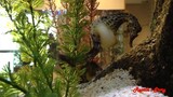 WOW!!!! male seahorse is giving birth