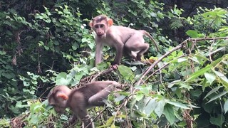 Very Braved Mino and Lay Heang monkeys play on top of tree