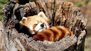治愈向丨慵懒的小熊猫