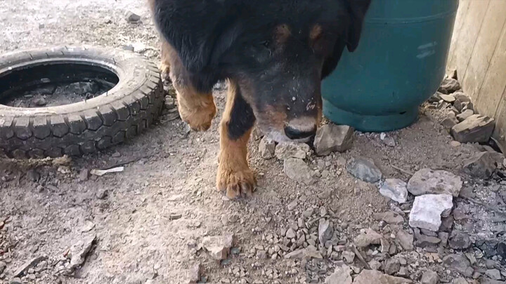 Looks like he suddenly knows a lot-A stray mastiff at a mine