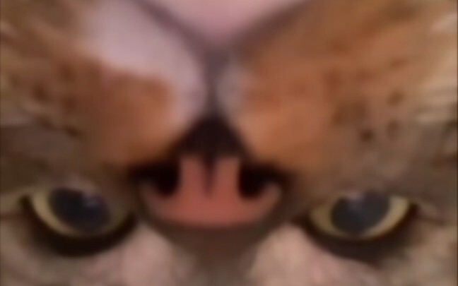 Meme mèo vô nghĩa #1