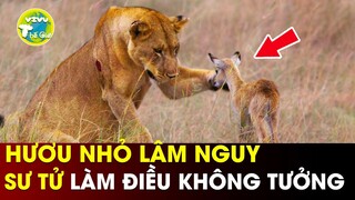 7 Tình Huống Kỳ Lạ & Thú Vị Khi Kẻ Đi Săn Cứu Con Mồi | Vivu Thế Giới