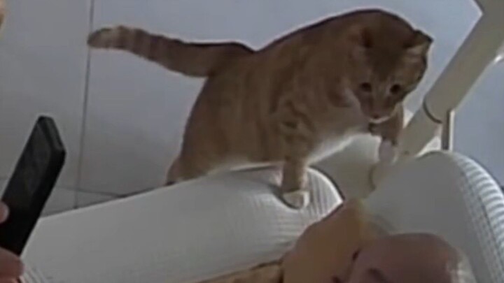 When the kitten first saw a bald person, it couldn’t help but start petting them...