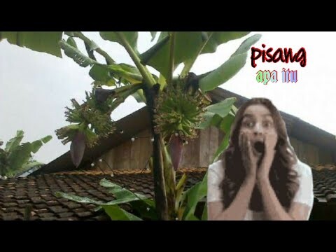 Penyebab pisang berbuah 2 tandan akhirnya terpecahkan