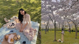 du học hà lan | cuối tuần với vườn đào xinh và bánh cá ngon (ɔ◔‿◔)ɔ♥