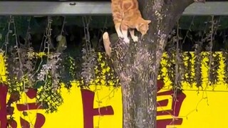 Menikmati kucing membawa anak kucing kecil memanjat pohon