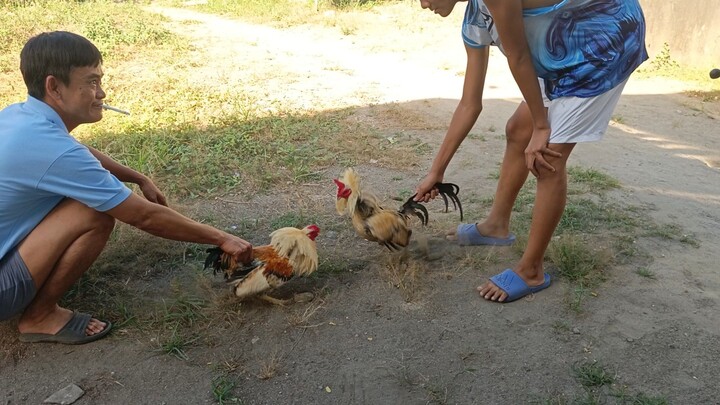 bantex/bantam spar