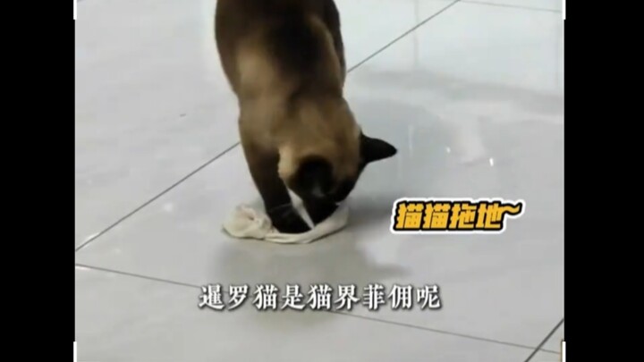 How can there be such a cute and kind little Siamese cat?