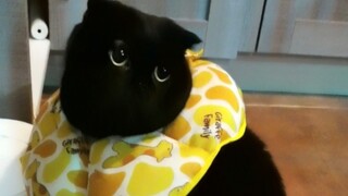 تشيان سيه سيه تشرب الماء وأعطيني نظرة قاتلة! هل ستهتمون أم لا؟