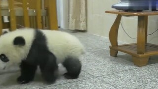【Panda】Baby panda makes trouble. When mammy comes, it quickly hides