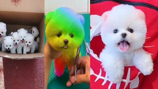 Funny and Cute Dog Pomeranian 😍🐶| Funny Puppy Videos #150