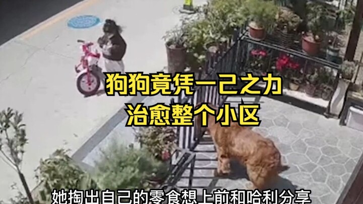 Chú chó đã tự mình chữa lành cả khu dân cư, khi biết bao người lạ không quen cùng tương tác với chú 