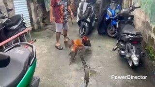 Father and Son Spar