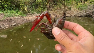Take the kitten out for crayfish fishing