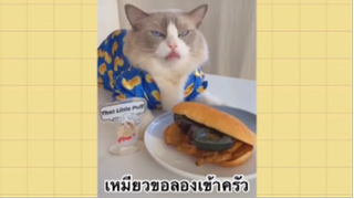 เพื่อนตัวน้อย สัตว์เลี้ยงแสนซน : เหมียวขอลองเข้าครัว