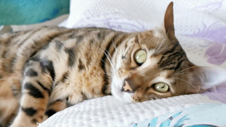 After being apart from your cat for 50 days, will it still recognize you?