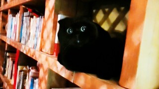 我这书架上咋有个洞呢？