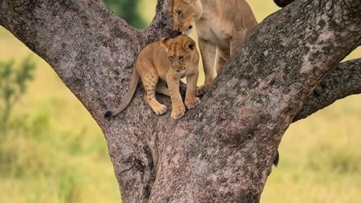 Tagu mother help into the baby.