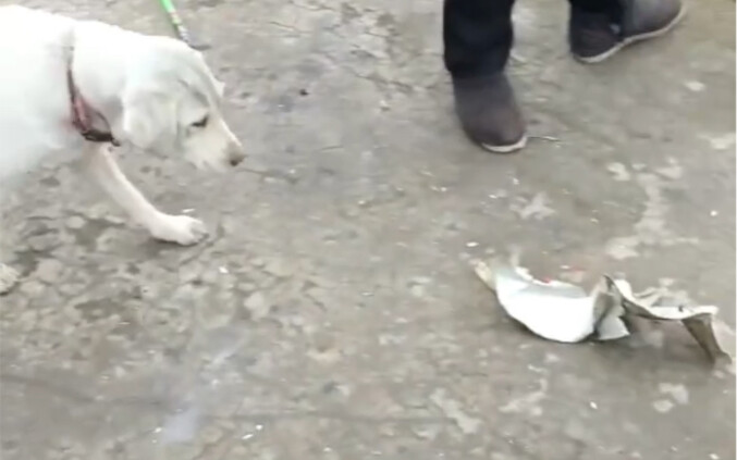 Chó: Không! Các người… đã làm gì với nó?!