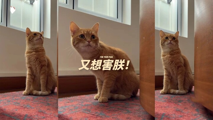 The little orange cat living in “dire straits” 😂