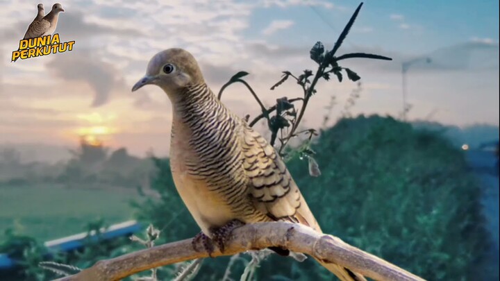 Suara Pancingan Perkutut Lokal