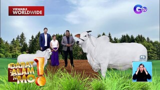 Baka, nagkakahalaga ng mahigit 225 milyong piso | Dapat Alam Mo!