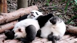 [Panda Hehua&Aijiu] Hehua: Are you coming to help me turn over?
