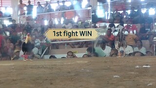 1st fight WWW 3 COCKS CHAMPION