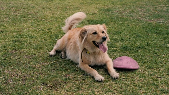 my dog