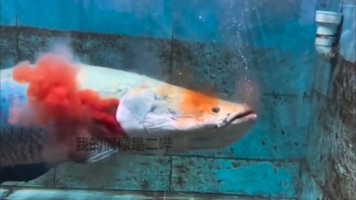 What kind of fish is this? It looks kinda cool!