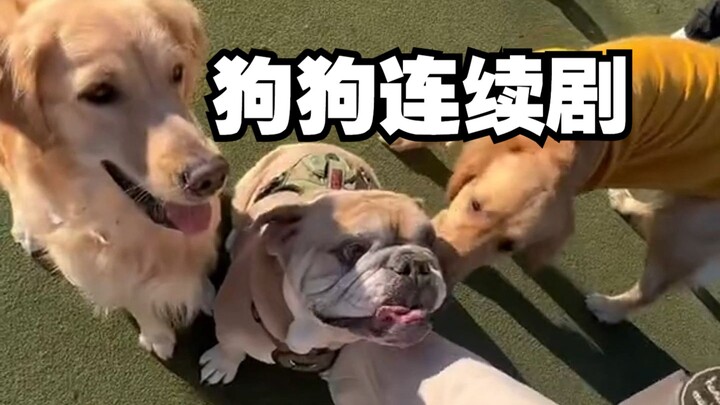 مسلسل كبير ورومانسي عن الكلاب يُعرض الآن!