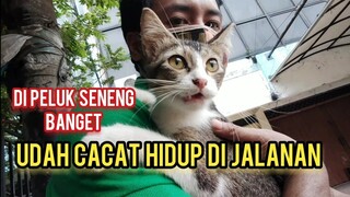 Ketemu Kucing Jalanan penyandang Disabilitas Dan Kucing Hitam Yang Ngumpet Di Bawah Ambulan..!