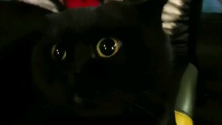 二哈你都不放在眼里！千岁岁你厉害！