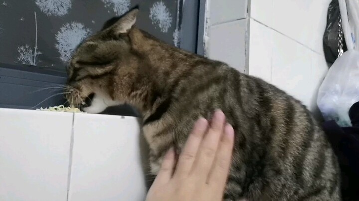 A cat who loves to eat noodles!