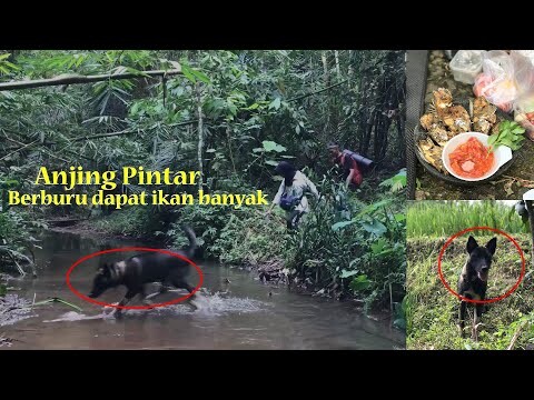MEMBAWA PELIHARAAN NONIK BERBURU IKAN DI SUNGAI || KROTOK BEGELAMANG