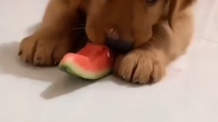 Liaocheng, Shandong: Pets are so easy to take care of—big appetites, not picky eaters; whatever the 