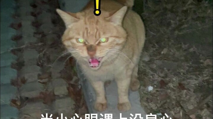 The other party withdrew a bowl of cat food...