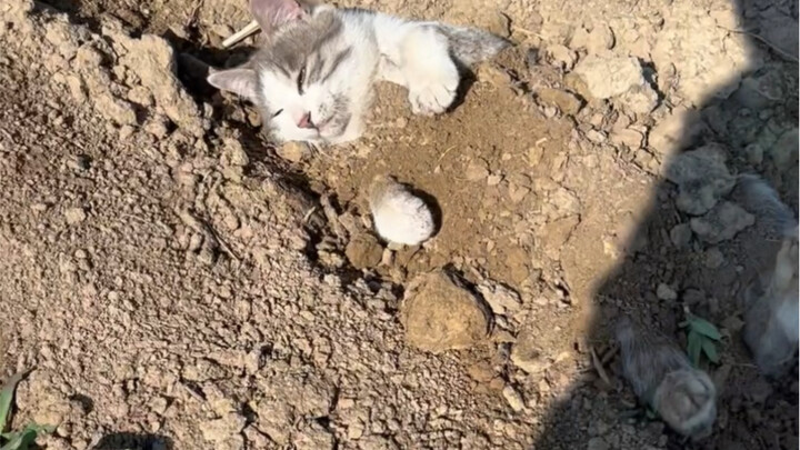 แมวพื้นเมืองตัวจริง